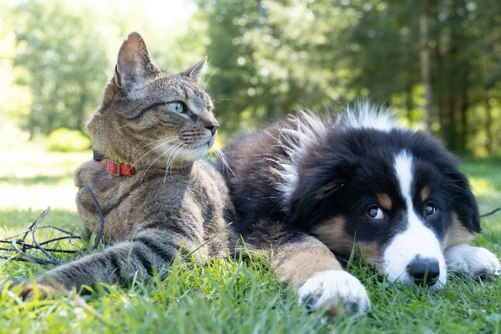 Un gato y un perro echados juntos sobre el pasto