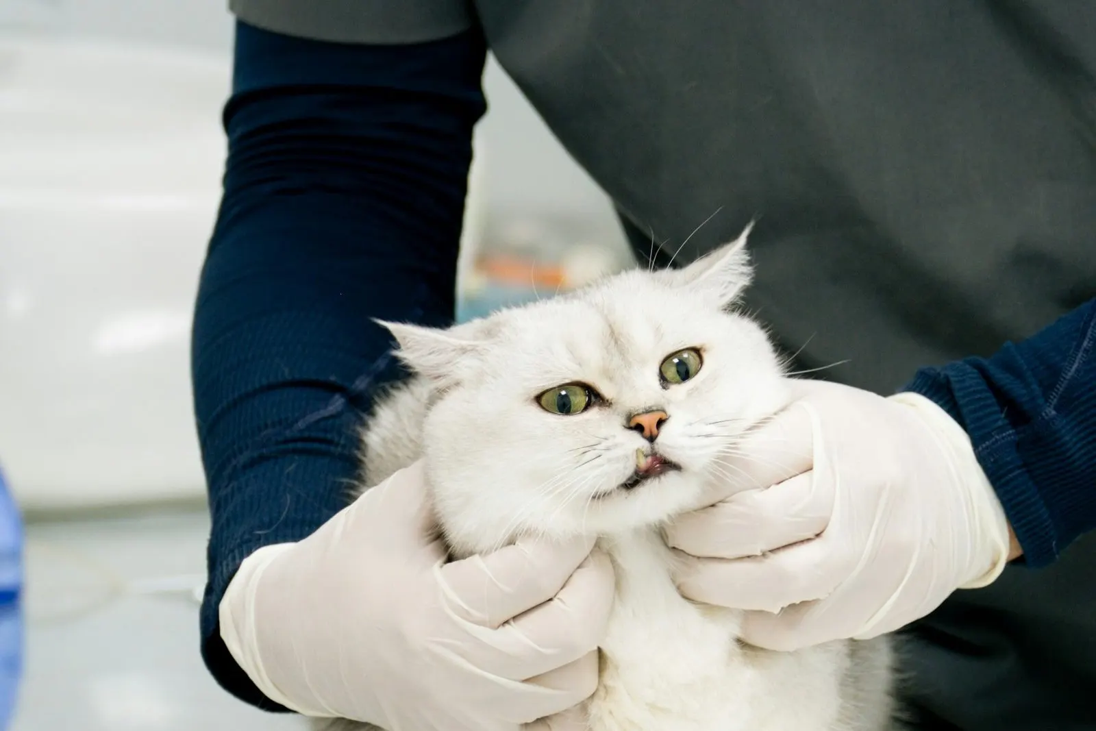 Gato siendo revisado con calma durante la consulta